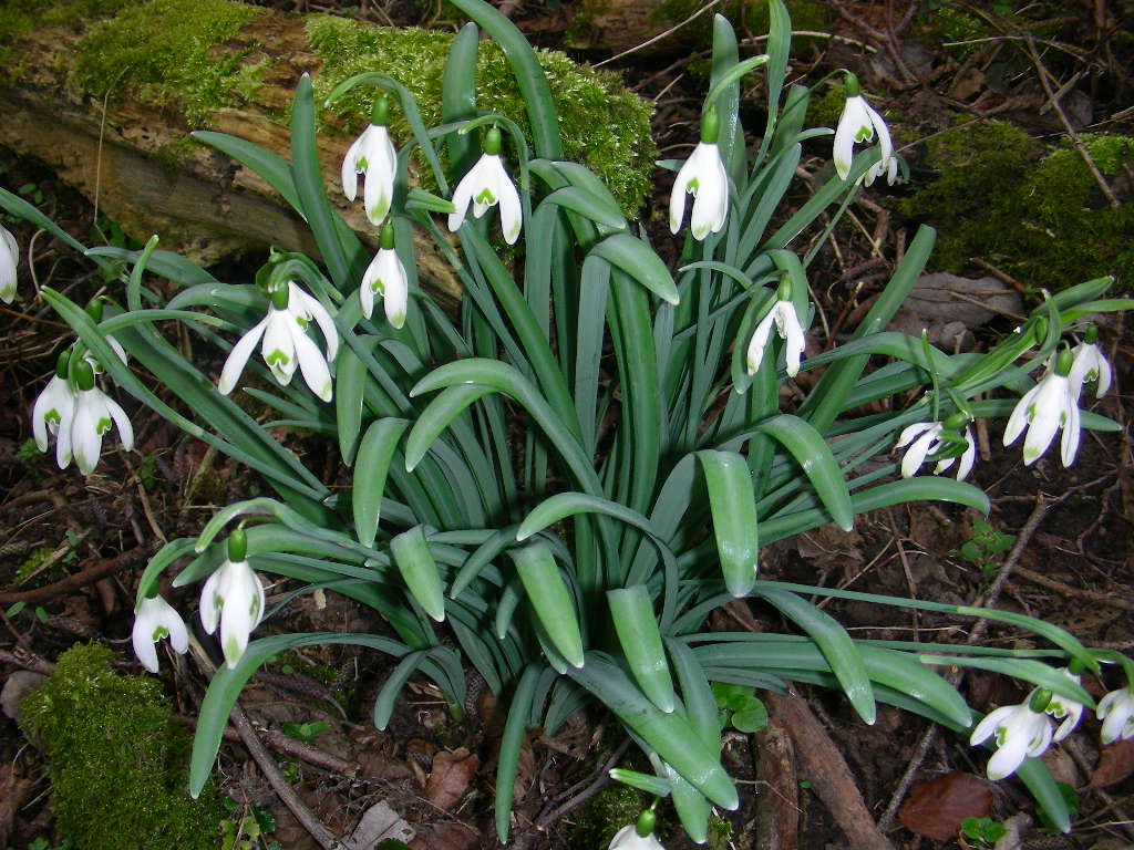 Galanthus nivalis